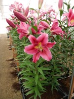 [4175 Alamosa VH No101.JPG]